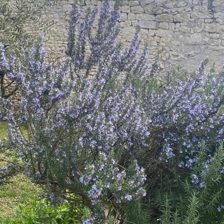 مبيت وإفطار Lachaise Domaine De Pladuc المظهر الخارجي الصورة